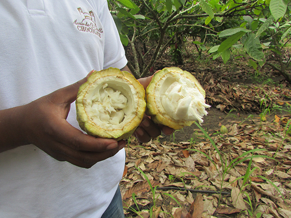 Inside Cacao